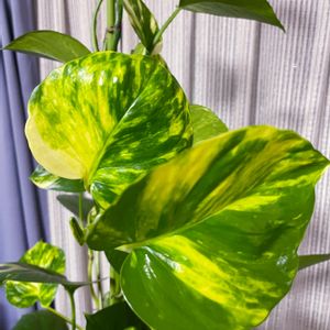観葉植物,部屋。,植物男子,わが家の観葉植物❢,観葉植物好きの画像