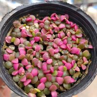 桜吹雪 実生,桜吹雪 アナカンプセロス,多肉中毒,多肉植物,多肉植物のある暮らしの画像