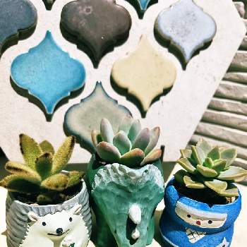 多肉植物,サボテン☆,お花の画像