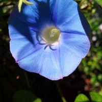 ヒルガオ,フェンスの画像