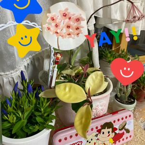 サクララン,リンドウ,家のお花,ペコちゃん祭り,ありがとう♡の画像