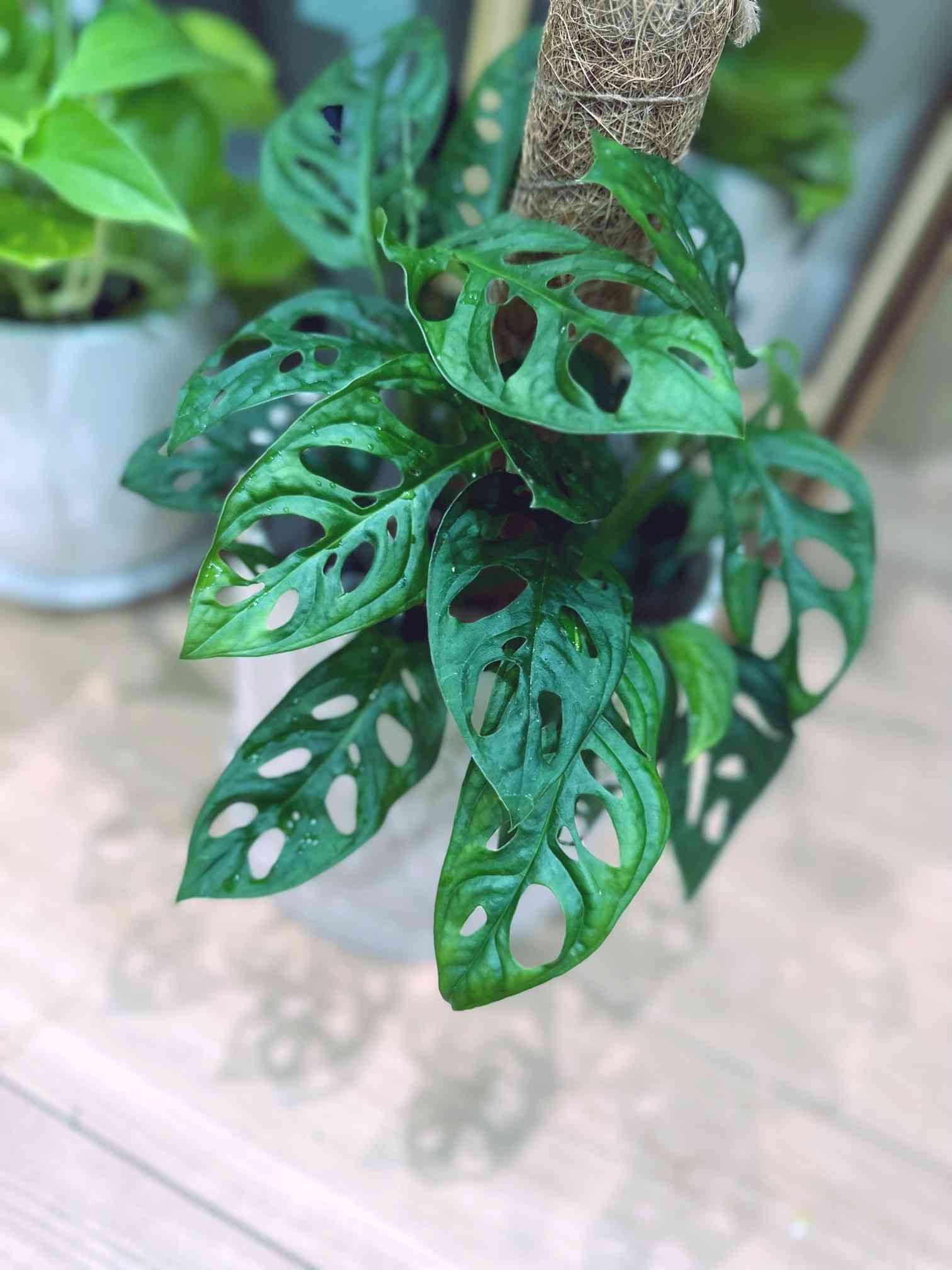 モンステラ エスケレートの一覧｜🍀GreenSnap（グリーンスナップ）
