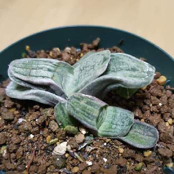 多肉植物,サボテン☆,お花の画像