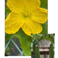 ヘチマ,☆携帯撮影☆,地植え,お出かけ先の画像