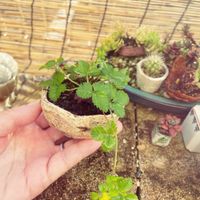 多肉植物,豆鉢,陶芸窯,陶芸,盆栽鉢の画像