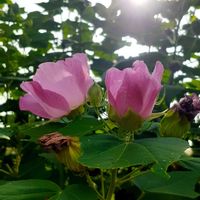 フヨウ,野の花,スマホ撮影,♡今日のお花♡,山野草の画像