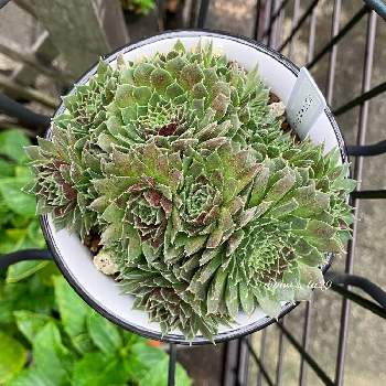 多肉植物,サボテン☆,お花の画像