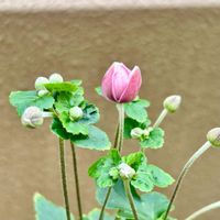 シュウメイギク,スマホ撮影,庭に咲く花,つぼみ好き,我が家の花達の画像