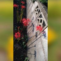  彼岸花,彼岸花  曼珠沙華,ヒガンバナ,彼岸花 赤,いつも笑顔で〜〜♡の画像