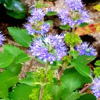 ダンギク(段菊)(カリオプテリス),ダンギク,野の花,スマホ撮影,♡今日のお花♡の画像
