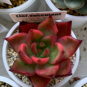 ロゼスタ,多肉植物,太陽大好き,多肉植物のある暮らし,おうち園芸の画像