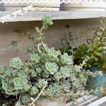 多肉植物,サボテン☆,お花の画像