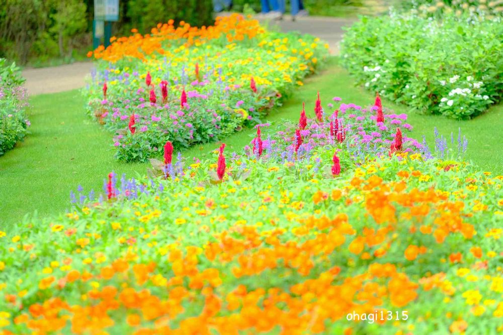 おはぎさんの里山ガーデン（大花壇）への投稿