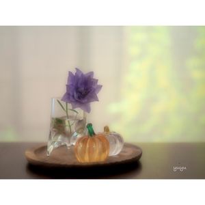 キキョウ,フウセンカズラ,花のある暮らし,100均雑貨,ゆゆのお家を彩るお花たちの画像