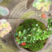 多肉植物,わが家の観葉植物❢,つぶつぶ,斑入りミセバヤ♡,癒しgreenの画像