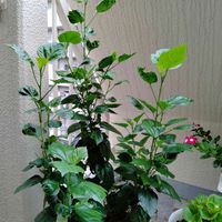 ハイビスカス,剪定,相談,バルコニー/ベランダの画像