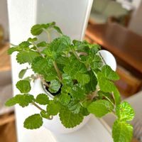 ピレア,ピレア ヌンムラリフォリア,観葉植物,グリーンのある暮らし,おうち園芸の画像