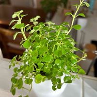 ピレア,ピレア ディプレッサ,観葉植物,グリーンのある暮らし,おうち園芸の画像