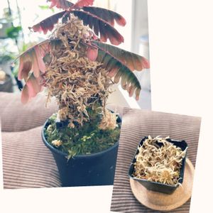 ビォフィツム　パープル,テラリウム,珍奇植物,亜熱帯植物好き,部屋の画像