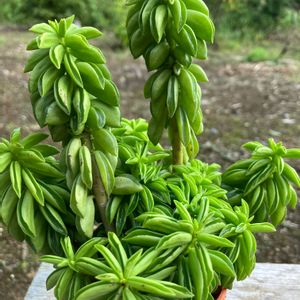 鉢植え,100均観葉植物,葉っぱ好き,ニパドラ☆,ダイソー観葉植物の画像