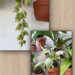 タケノコ蘭,竹の子たち,カタセタムは面白い,割り箸植え込み,カタセタム属の画像