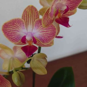 ミニ胡蝶蘭,おうち園芸,優しい色合い♡,花いろいろ,花のある暮らしの画像