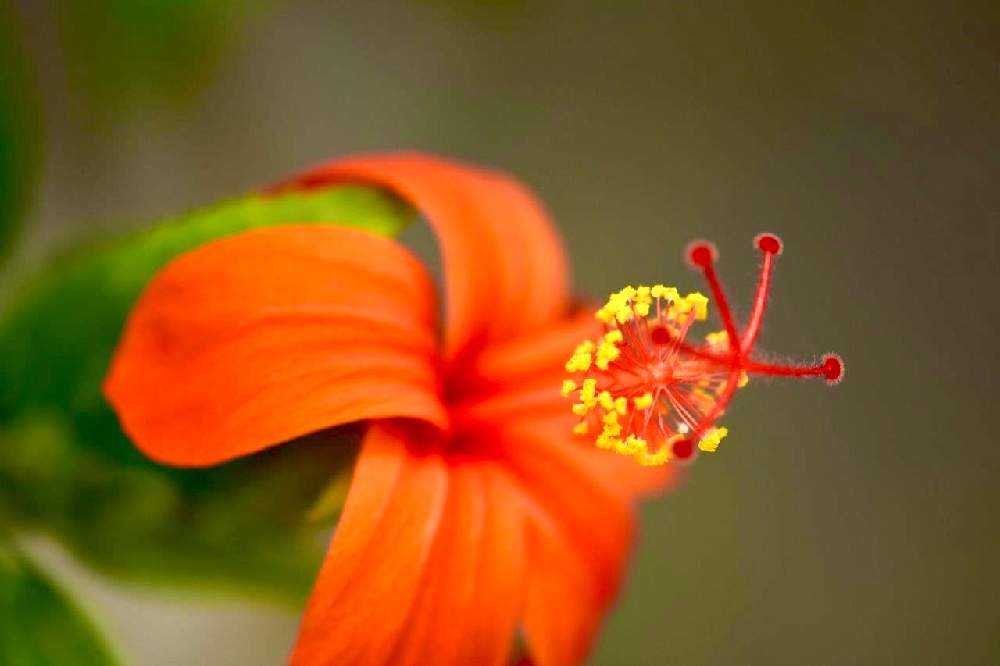 ハイビスカス」咲くやこの花館 2023年9月の様子です〜原種系も咲いてい