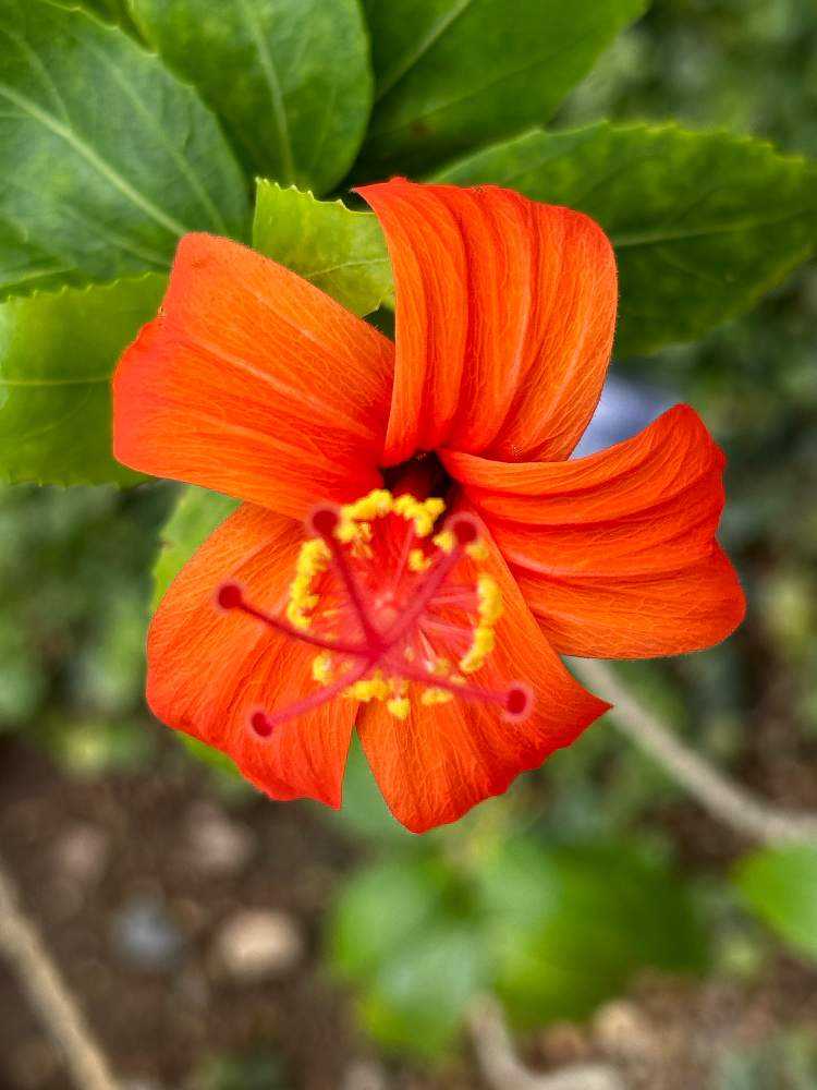 ハイビスカス」咲くやこの花館 2023年9月の様子です〜原種系も咲いてい