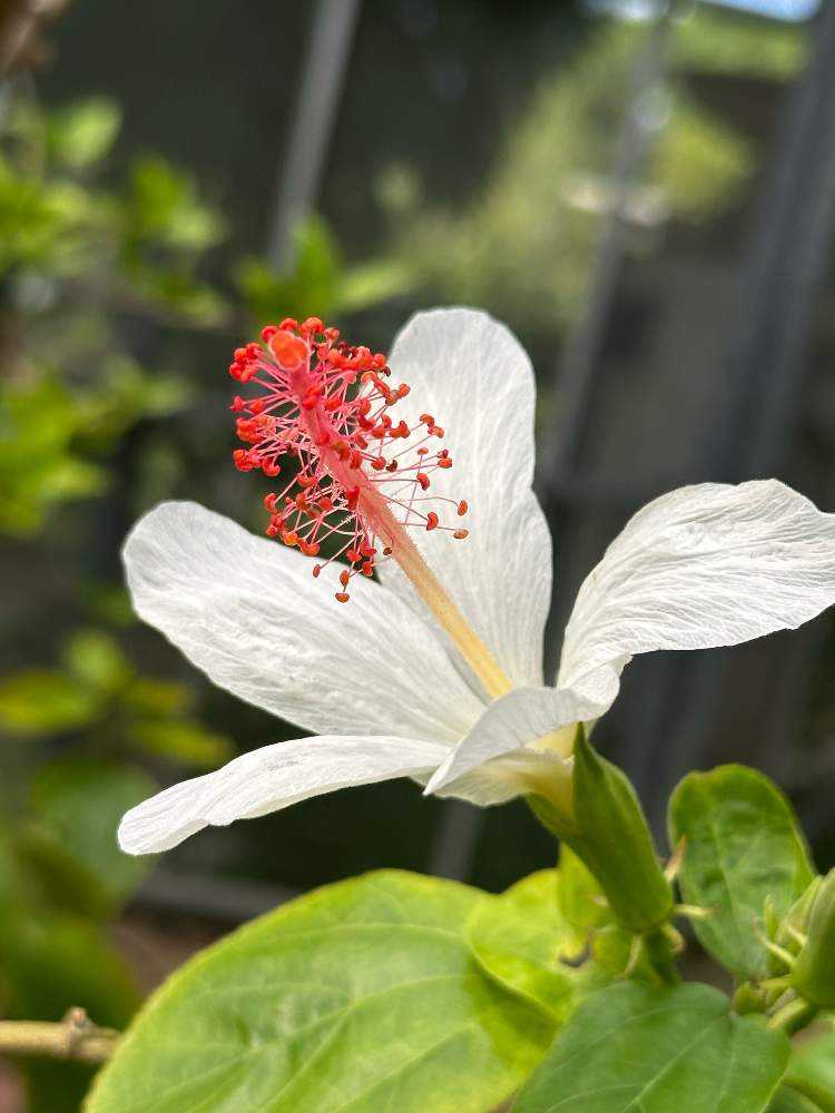 ハイビスカス」咲くやこの花館 2023年9月の様子です〜原種系も咲いてい