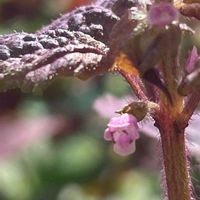 シソ,アカジソ,ハーブ,花壇,ガーデニングの画像