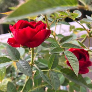 赤い花,鉢植え,ガーデニング,バラ 鉢植え,ミニ薔薇の画像