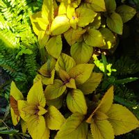 コリウス,タマシダ,シダ植物,お買い得品,植物のある暮らしの画像