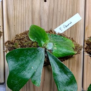 ビカクシダ ステマリア,観葉植物,部屋の画像