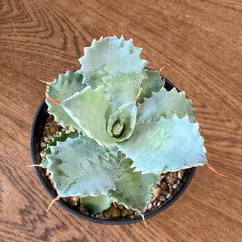 アガベモンタナ,多肉植物,ボタニカルライフ,珍奇植物,アガベ・モンタナの画像