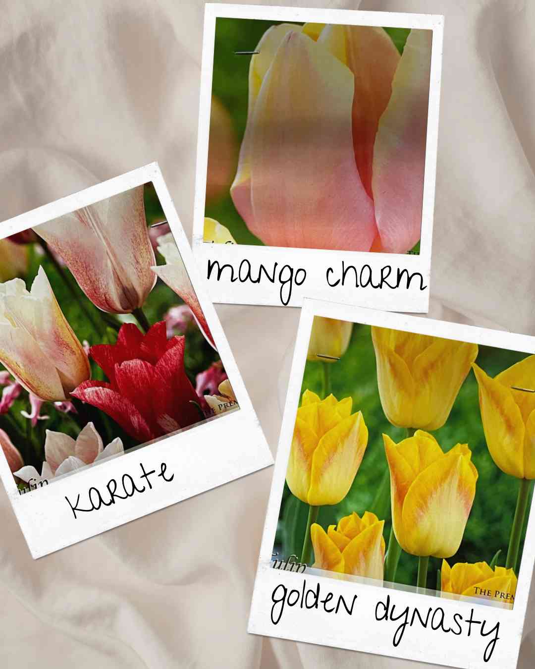 冬咲きアイスチューリップ🌷栽培に挑戦｜🍀GreenSnap（グリーンスナップ）