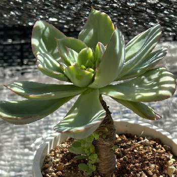 アガベモンタナ,多肉植物,ボタニカルライフ,珍奇植物,アガベ・モンタナの画像