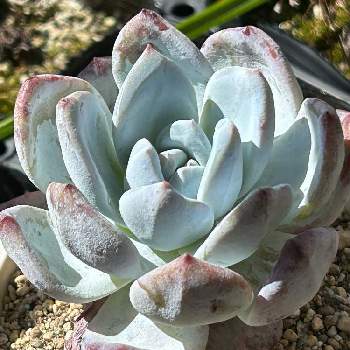 アガベモンタナ,多肉植物,ボタニカルライフ,珍奇植物,アガベ・モンタナの画像