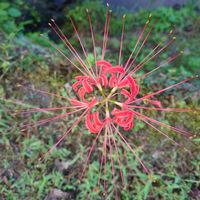 ヒガンバナ,里山のある暮らし,地植え,田舎暮らし,花のある暮らしの画像