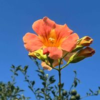 ノウゼンカツラの花,ユズ,花曜日,オレンジ色の花,がんに負けるな！の画像