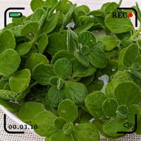 アロマティカス,ありがとう,かわいい,観葉植物,アロマティカス★の画像