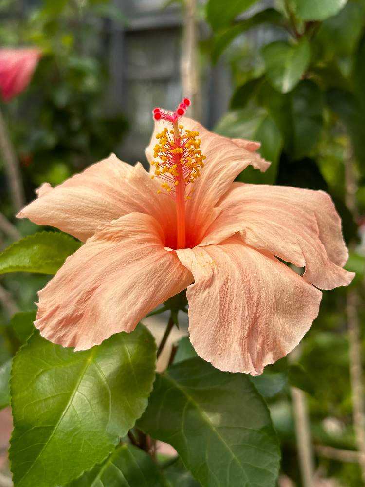 ハイビスカス」咲くやこの花館 2023年9月の様子です〜原種系も咲いてい