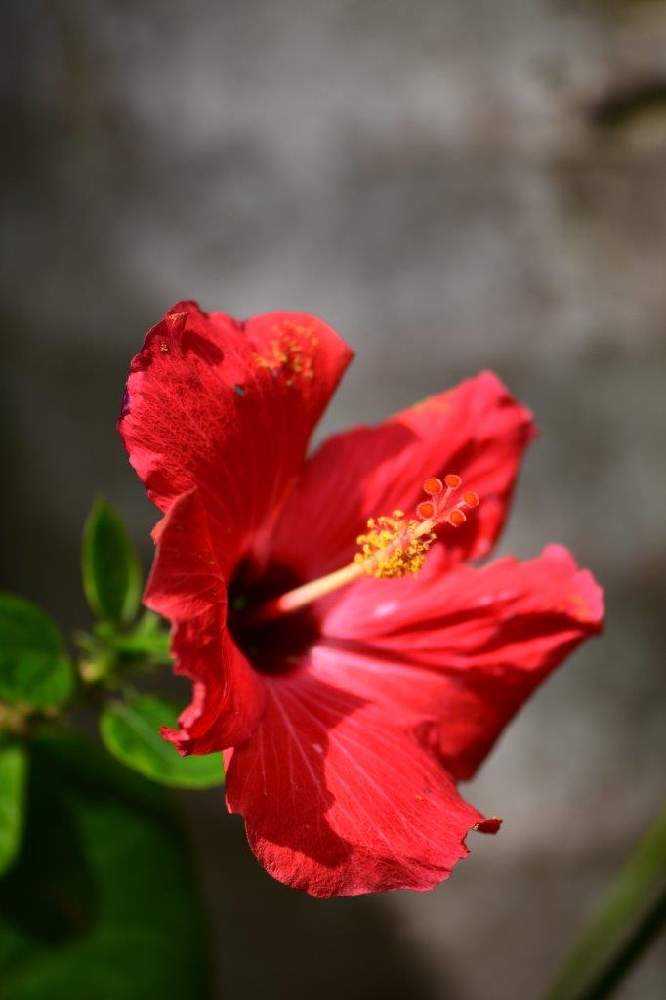ハイビスカス」咲くやこの花館 2023年9月の様子です〜原種系も咲いてい