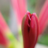 ヒガンバナ,100均マクロレンズ,真っ赤な花びら,赤朱紅,愛おしきアナタの画像
