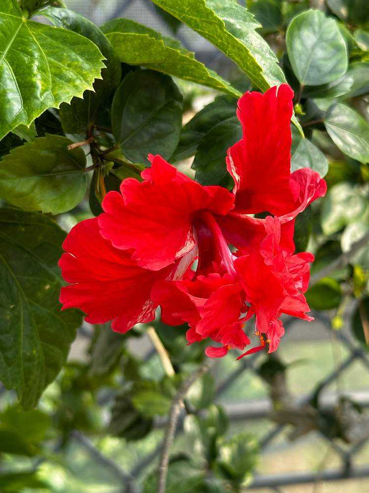 ハイビスカス」咲くやこの花館 2023年9月の様子です〜原種系も咲いてい