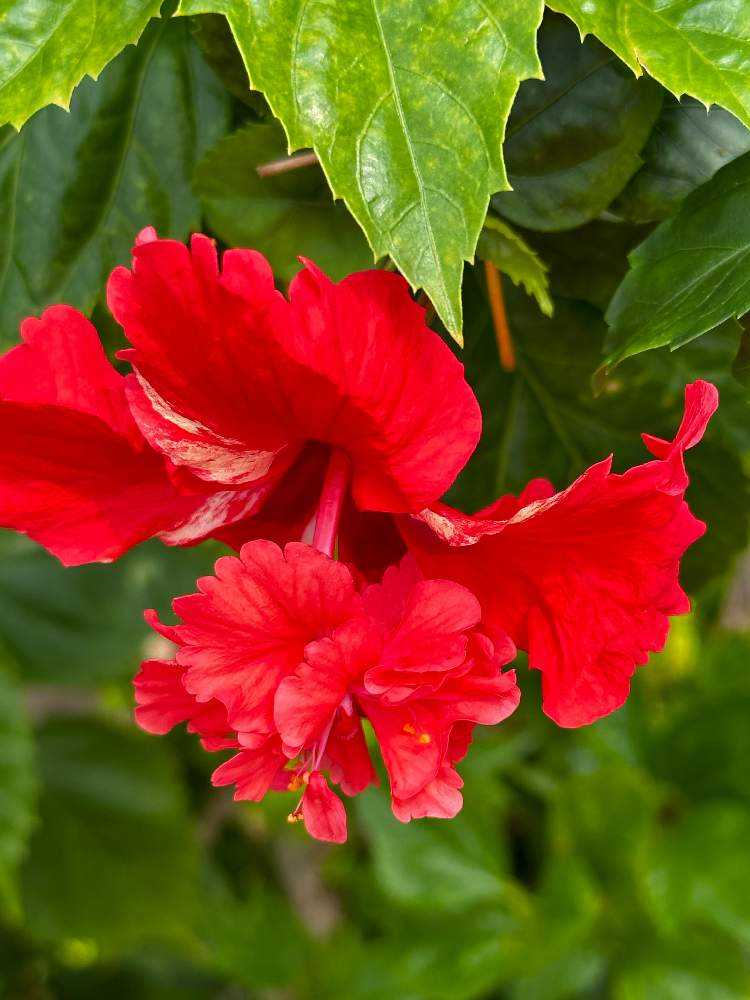 ハイビスカス」咲くやこの花館 2023年9月の様子です〜原種系も咲いてい