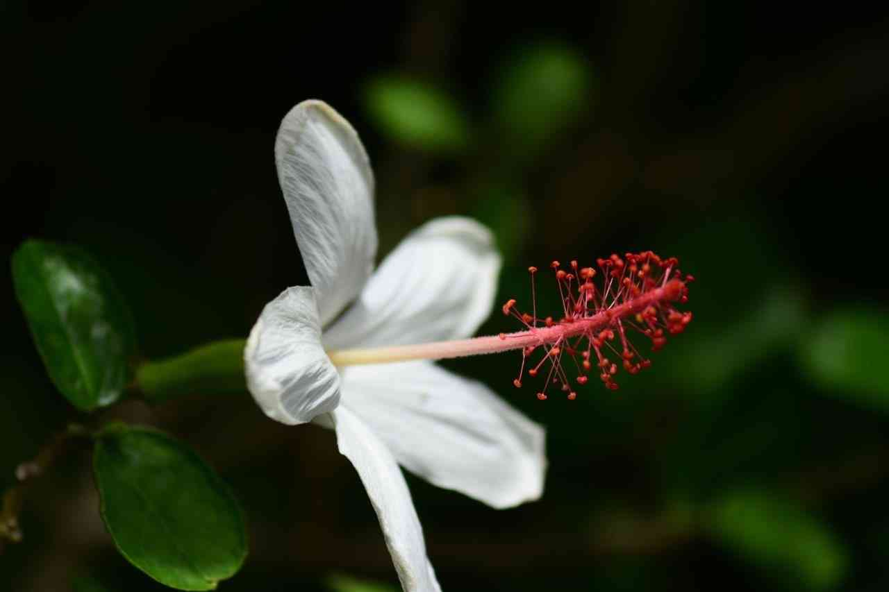 ハイビスカス■20年もののハイビスカス/赤い花/155cm/太い幹の個体 ハイビスカス□20年もののハイビスカス/赤い花/155cm/太い幹の個体