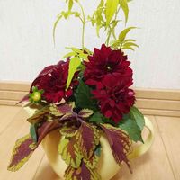 ジャスミン フィオナ サンライズ,栄養系コリウス,ギャラリーダリア シンガー,切り花,ダリアフォトコンテスト2023の画像