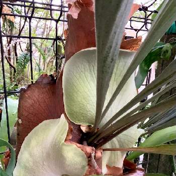 P. Cupid's Wings spore,着生植物,ボタニカル・ライフ, ビカクシダ,ビカク沼の画像
