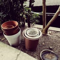 観葉植物を楽しむ,育てる楽しみ,初心者,ガーデニング楽しい♪,ウキウキわくわく♪の画像