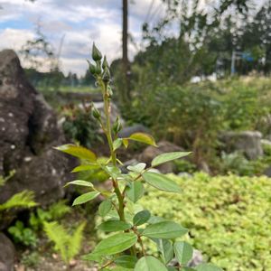 手作り,秘密基地改めbackyard,自然の寄せ植え,花育,富良野の画像